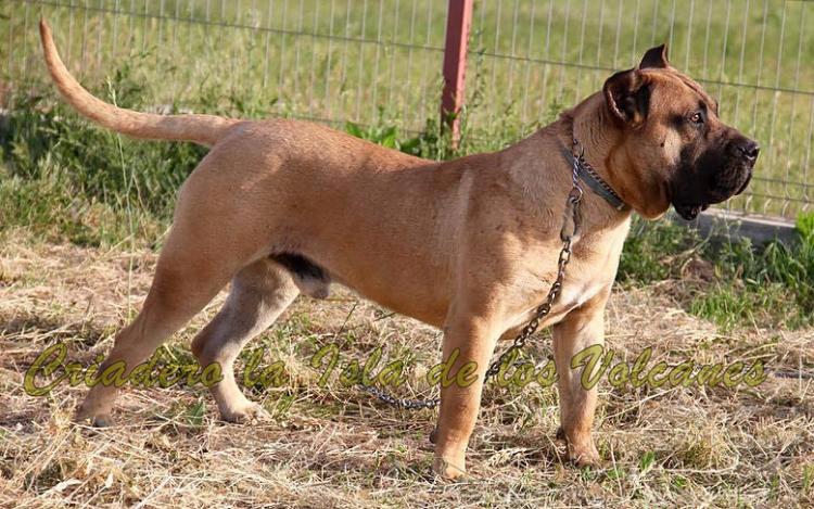 Dogo Canario. Hitler De La Isla De Los Volcanes.