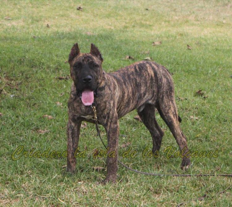 Dogo Canario. Roque De Vega Lagunera. Dogo Canario. Roque De Vega Lagunera.