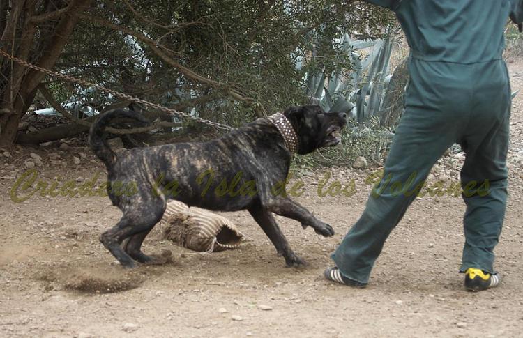 Dogo Canario. Yuma De La Isla De Los Volcanes. Prueba de Trabajo.