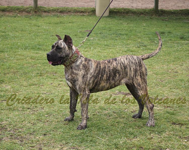 Dogo Canario. Ekaiza De La Isla De Los Volcanes.