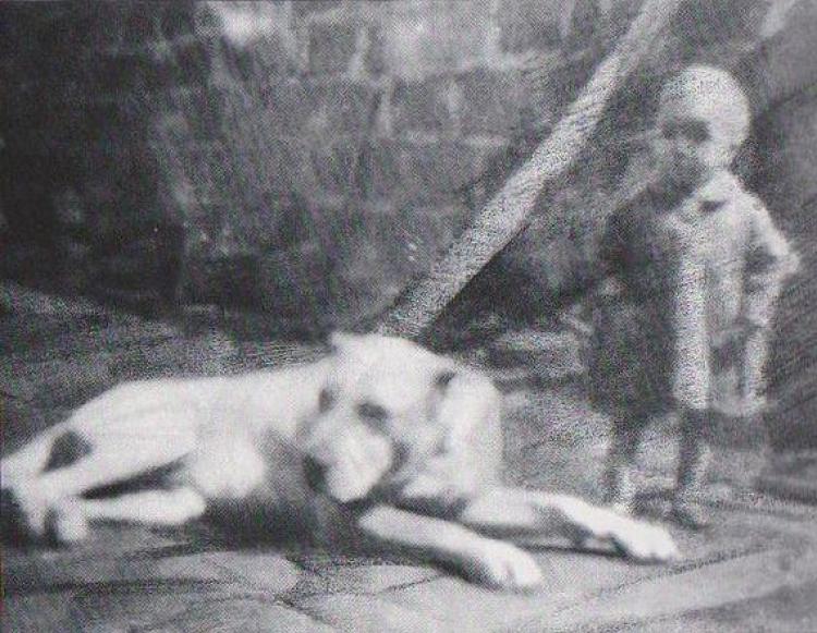 Dogo Canario. Fotos Historicas.