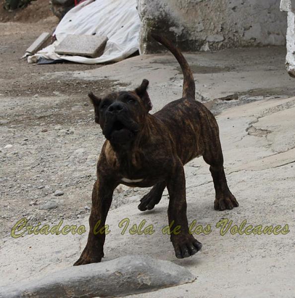 Dogo Canario. Rambo De La Isla De Los Volcanes.