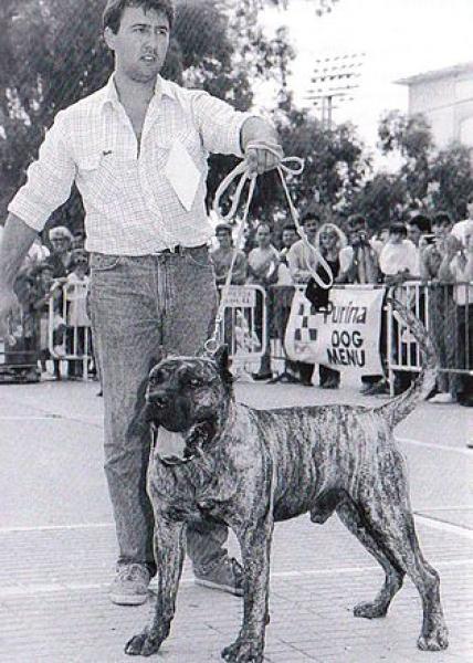 Dogo Canario. Garoe.