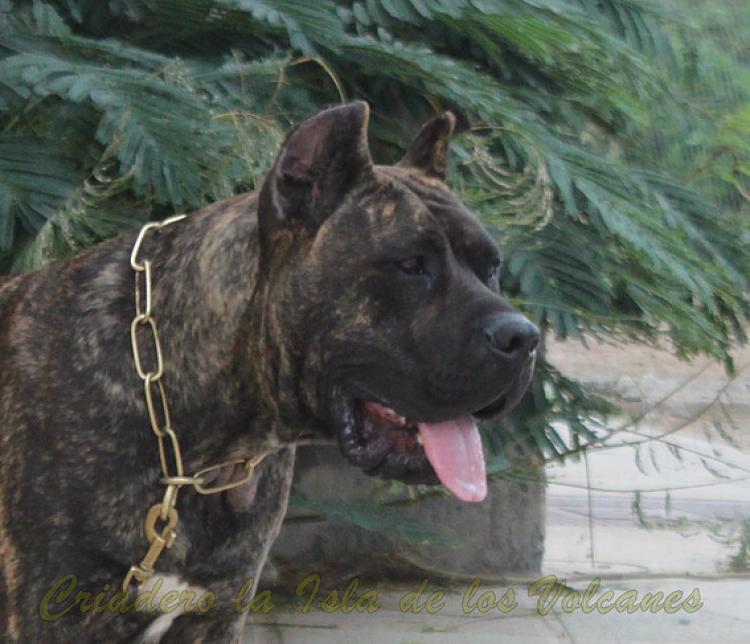 Dogo Canario. Laia De La Isla De Los Volcanes. Dogo Canario. Laia De La Isla De Los Volcanes.