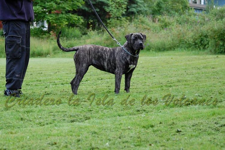 Dogo Canario. Ulka De La Isla De Los Volcanes.