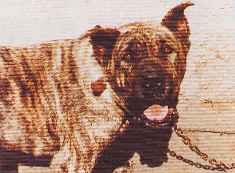 Dogo Canario. Fotos Historicas.