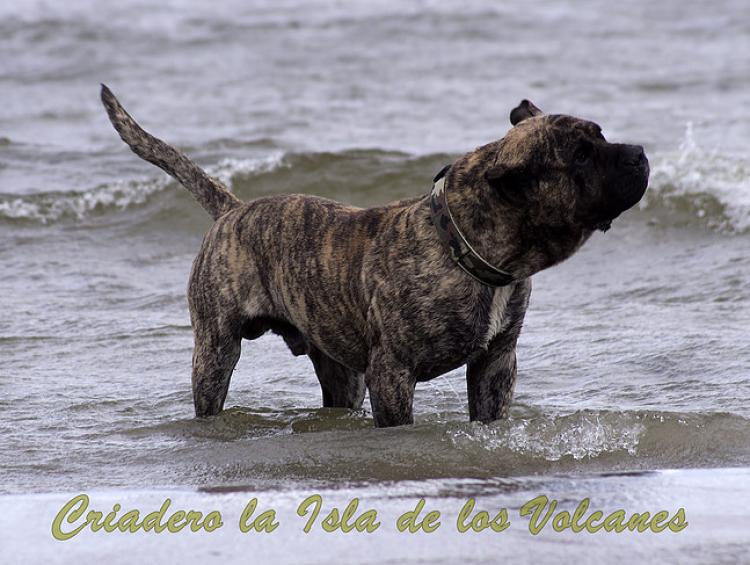 Dogo Canario. Hurcan De La Isla De Los Volcanes.