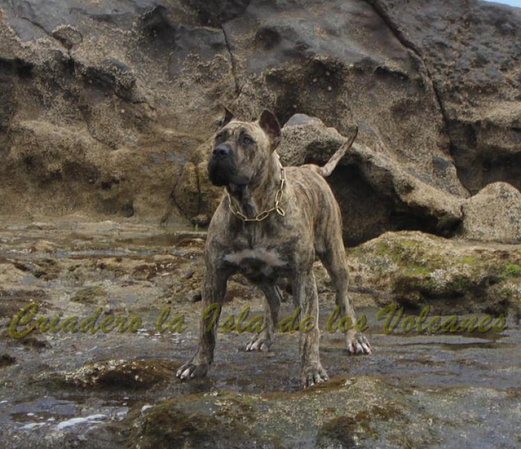 Dogo Canario. Estela De La Isla De Los Volcanes.