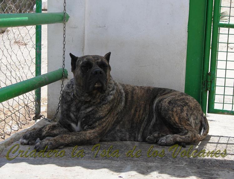 Dogo Canario. Faina De La Isla De Los Volcanes.