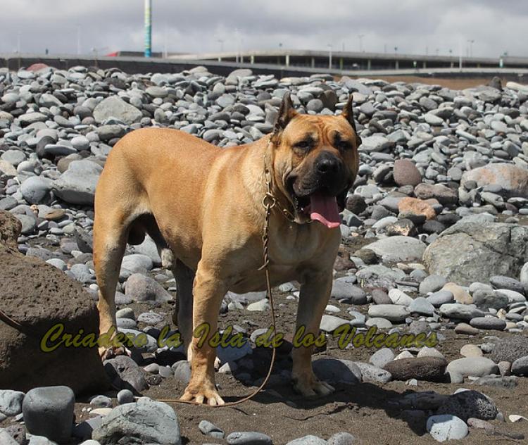 Dogo Canario. Turco De La Isla De Los Volcanes.