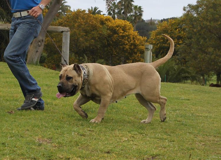 Dogo Canario. Agora De Isla De Los Volcanes.