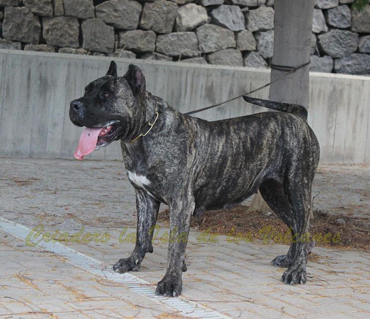 Dogo Canario. Cora De La Isla De Los Volcanes con 3 años.