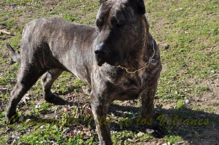 Dogo Canario. Guaira De La Isla De Los Volcanes.