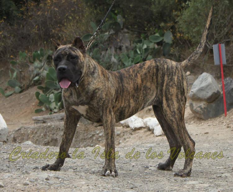 Dogo Canario. Nazaret De La Isla De Los Volcanes.