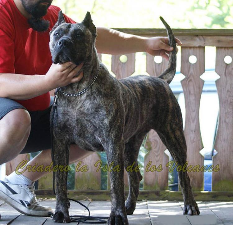 Dogo Canario. Ecora De La Isla De Los Volcanes.