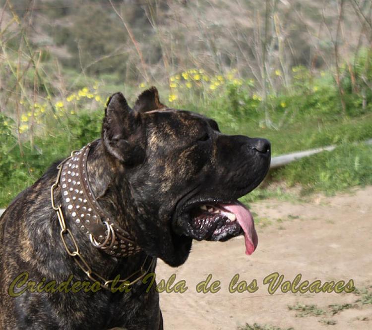 Dogo Canario. FRANCO DE LA ISLA DE LOS VOLCANES con 19 meses.
