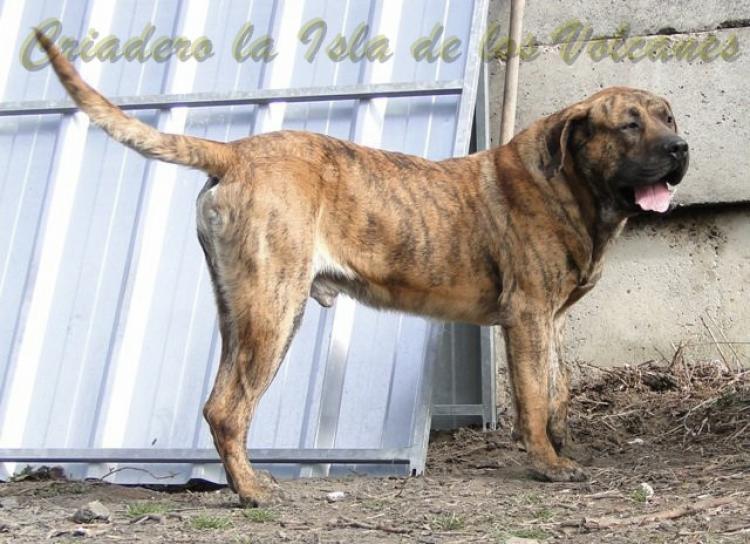 Dogo Canario. Kimba De La Isla De Los Volcanes.