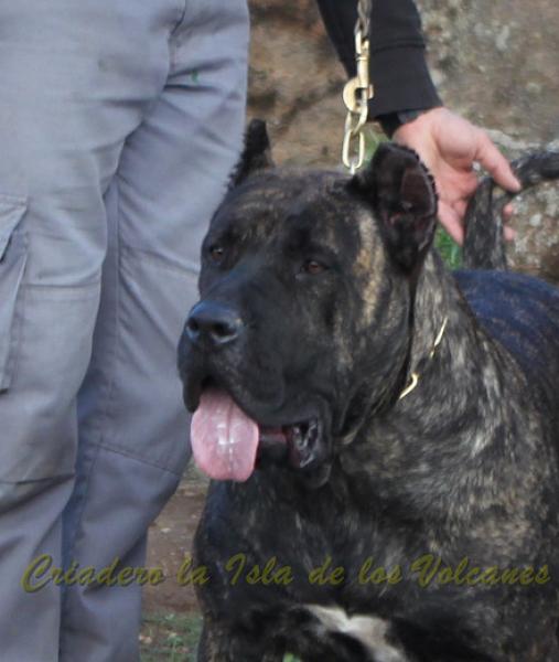 Dogo Canario. FANNY DE LA ISLA DE LOS VOLCANES con 18 meses.