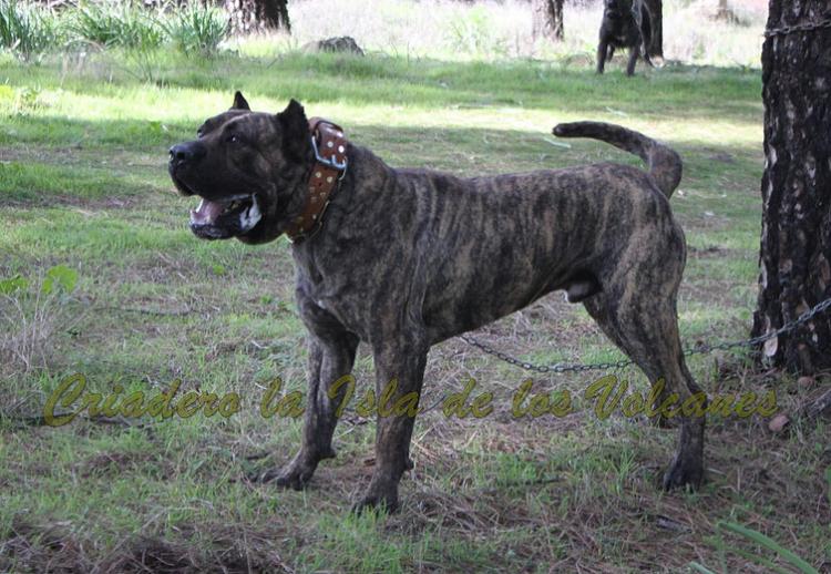 Dogo Canario. Faraon De La Isla De Los Volcanes.