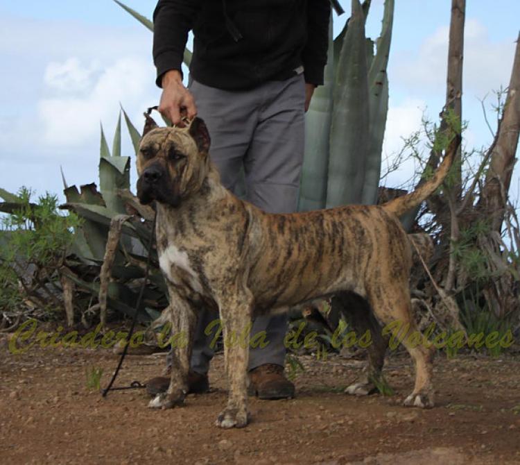 Dogo Canario. Estela De La Isla De Los Volcanes con 16 meses.