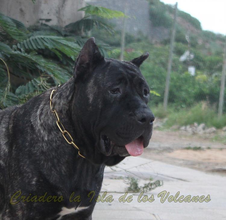 Dogo Canario. Yuma De La Isla De Los Volcanes.