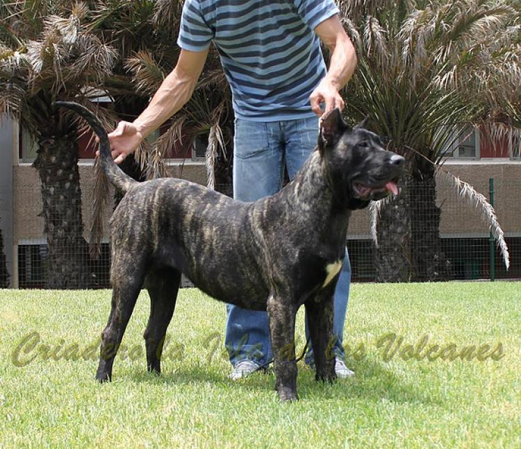 Dogo Canario. Yuma De La Isla De Los Volcanes con 12 meses.