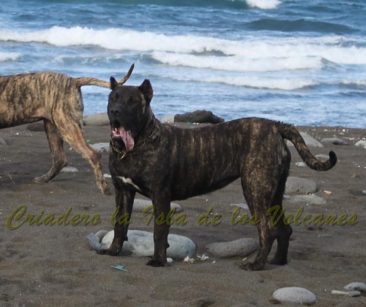 Dogo Canario. FANNY DE LA ISLA DE LOS VOLCANES con 8 meses.