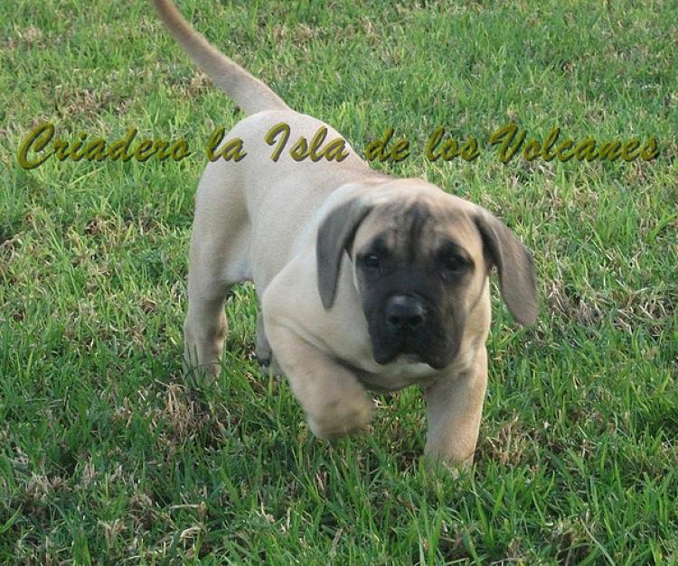 Dogo Canario. Vicky De La Isla De Los Volcanes.