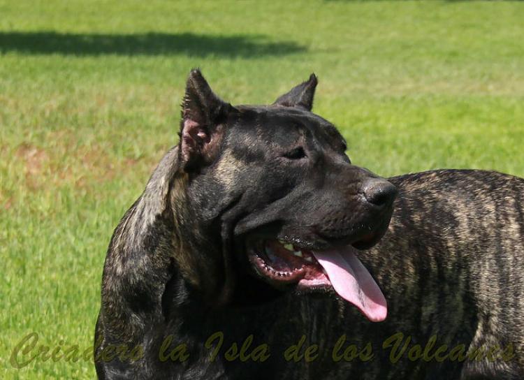 Dogo Canario. Yuma De La Isla De Los Volcanes con 12 meses.