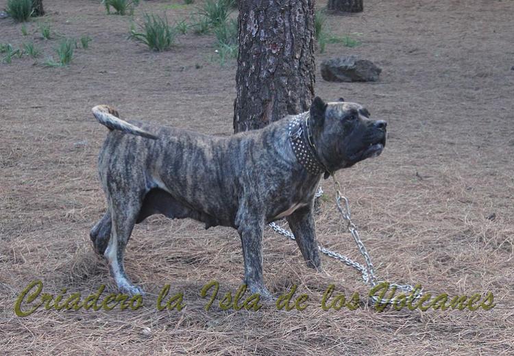 Dogo Canario. Faina De La Isla De Los Volcanes.