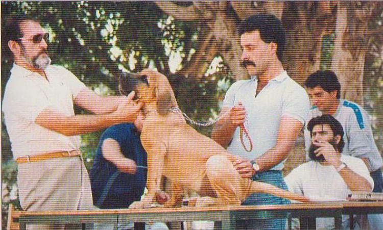 Dogo Canario. Fotos Historicas. Sultán.
