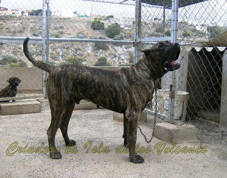 Dogo Canario. Gaucho De La Isla De Los Volcanes.