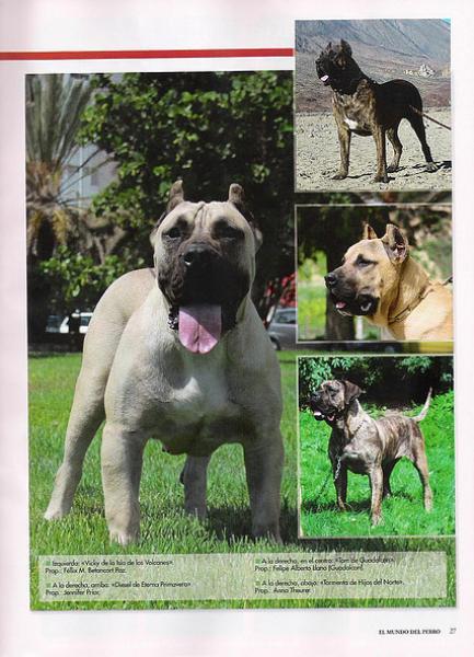 Dogo Canario. Pagina 27.