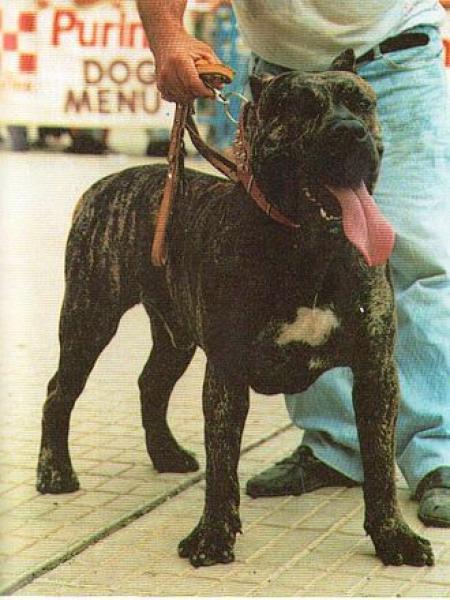 Dogo Canario. Barón II.