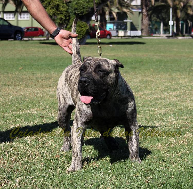 Dogo Canario. Wayra De La Isla De Los Volcanes.