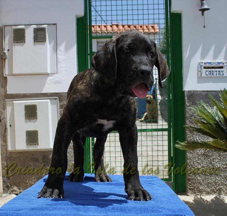 Dogo Canario. FANNY DE LA ISLA DE LOS VOLCANES de cachorra.
