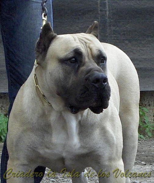 Dogo Canario. Vicky De La Isla De Los Volcanes en 2013.