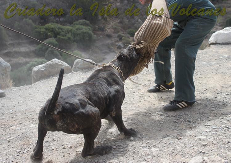 Dogo Canario. Caren De La Isla De Los Volcanes.