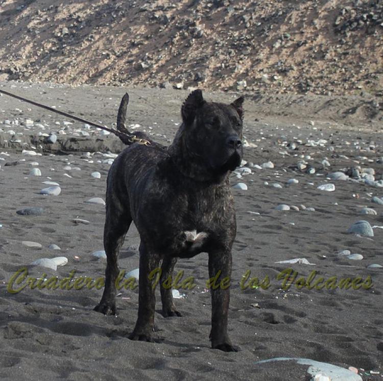 Dogo Canario. FANNY DE LA ISLA DE LOS VOLCANES con 8 meses.
