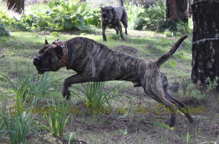 Dogo Canario. Faraon De La Isla De Los Volcanes.