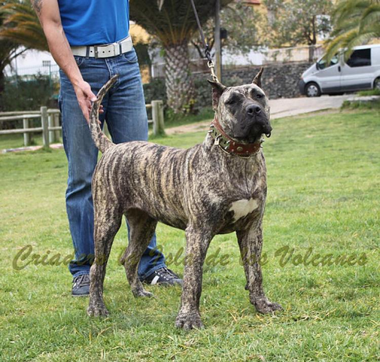 Dogo Canario. Ekaiza De La Isla De Los Volcanes.