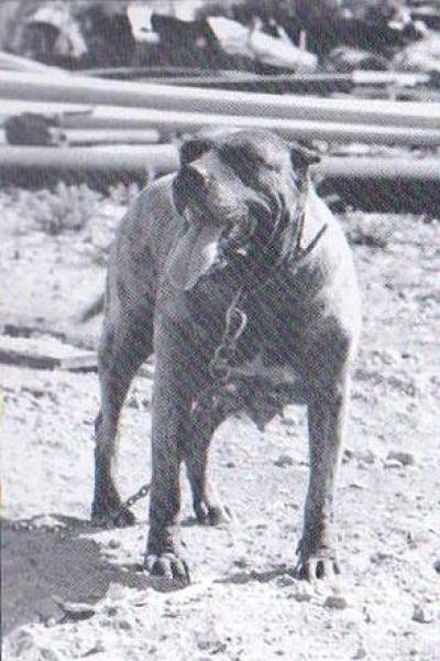 Dogo Canario. Fotos Historicas. Tara.