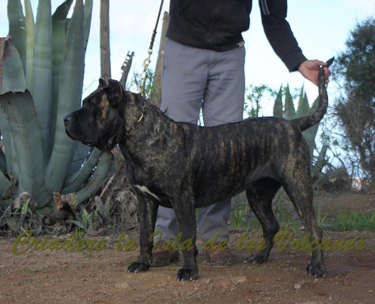 Dogo Canario. FANNY DE LA ISLA DE LOS VOLCANES.