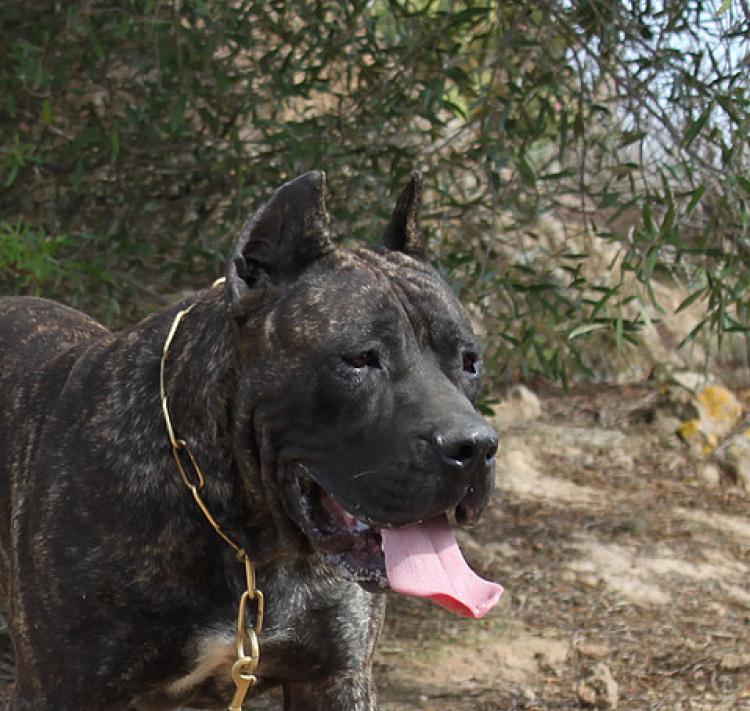 Dogo Canario. Caren De La Isla De Los Volcanes.