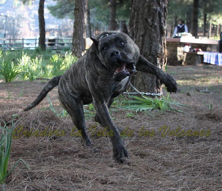 Dogo Canario. Cora De La Isla De Los Volcanes.