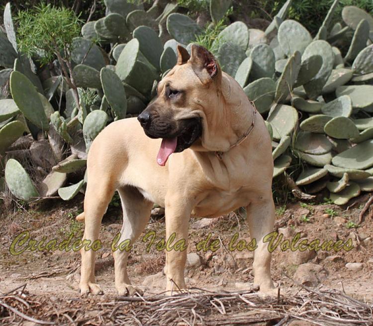 Dogo Canario. Vera I De La Isla De Los Volcanes.