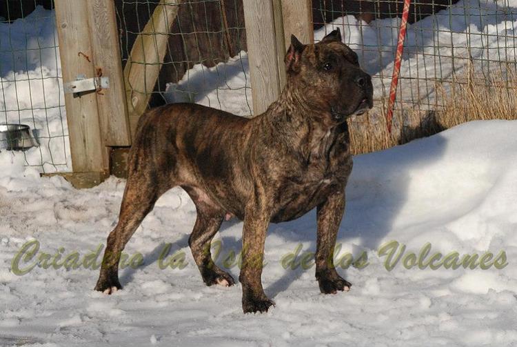 Dogo Canario. Yanela De La Isla De Los Volcanes. Dogo Canario. Yanela De La Isla De Los Volcanes.