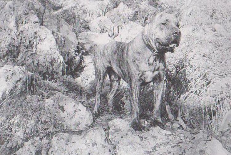 Dogo Canario. Dogo Canario.