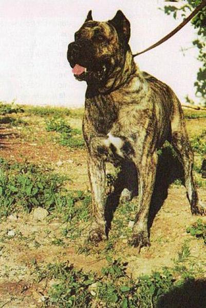 Dogo Canario. Anaga.