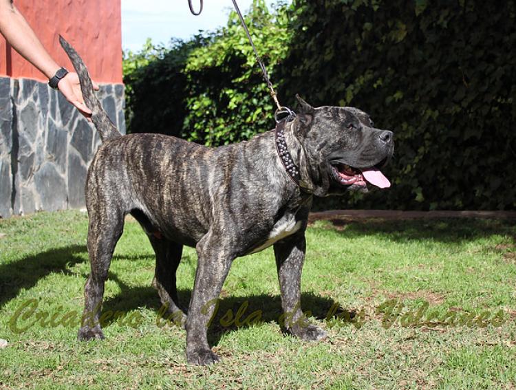 Dogo Canario. Cacho De La Isla De Los Volcanes.
